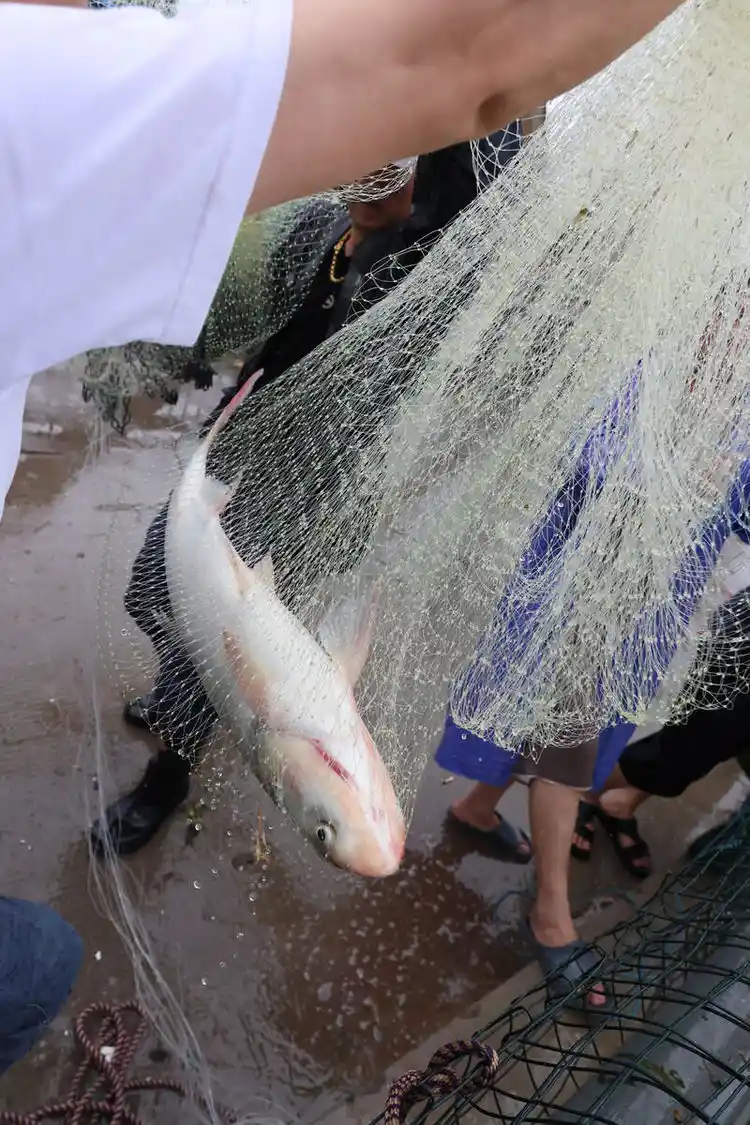 梦到去抓鱼、钓鱼