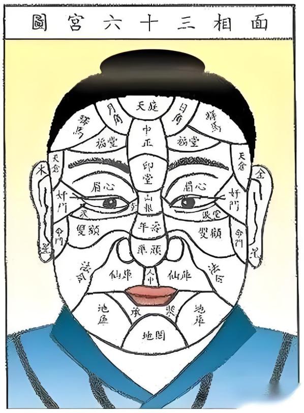 鼻梁与鼻头：面相中的“财帛宫”