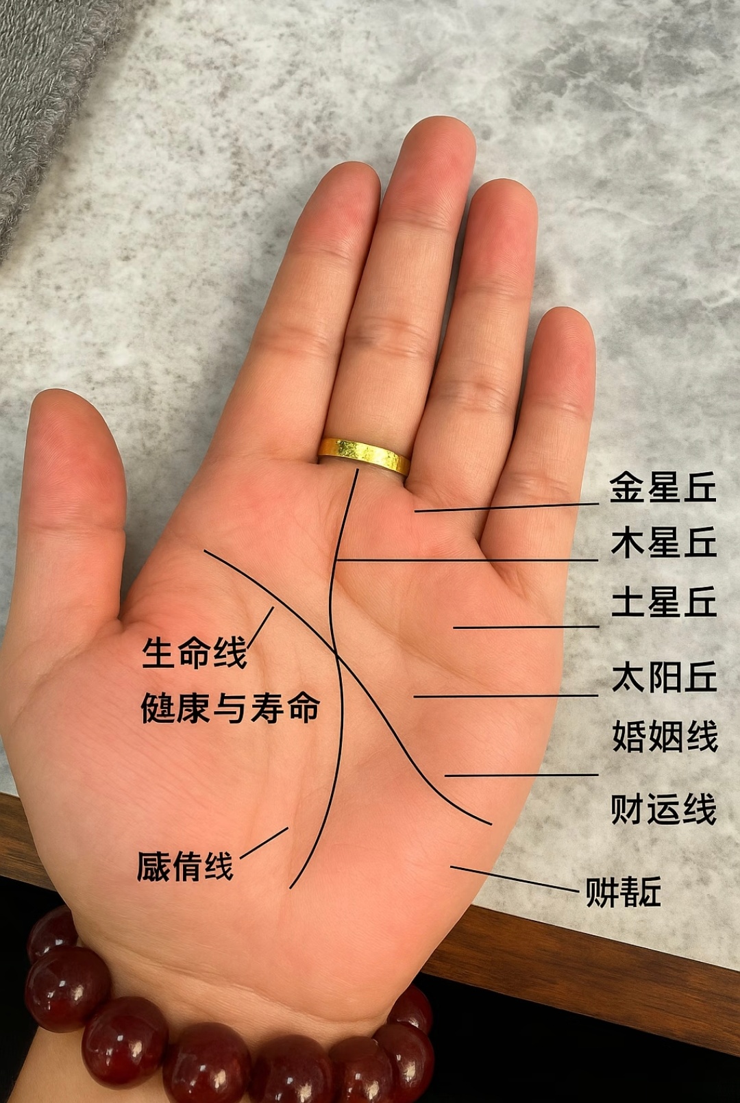 手相中的生命线：真的是寿命长短的指示吗？